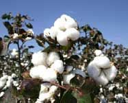 Raw Cotton