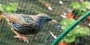 Anti Bird Net