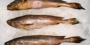 Big Mouth Croaker Fish