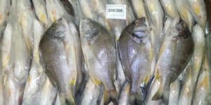 Black Sea Bream Fish