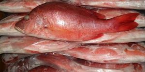 Blood Red Snapper Fish