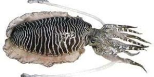 Cuttlefish