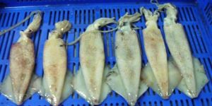 Frozen Squids