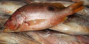 Red Snapper Fish