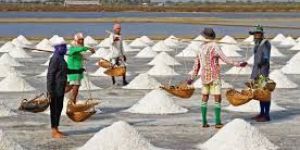Salt ( Free flow iodized salt / Crystal salt / Industrial salt )