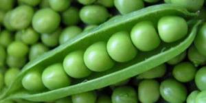 Fresh Green Peas