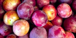 Fresh Plum