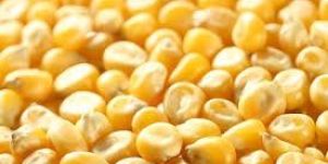 Yellow Maize