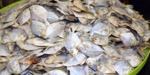 Dried Fishes