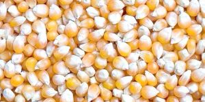 Yellow Corn Seeds