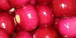 Fresh Red Onion
