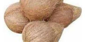 Semi Husked Coconuts