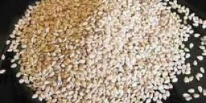Sesame Seeds