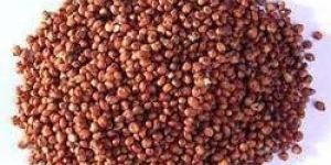 Red Sorghum Seeds