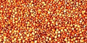 Red-sorghum grain