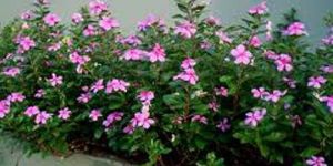 Vinca Rosea Roots and Leaves