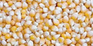 Yellow Corn