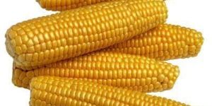 Yellow Maize Seeds