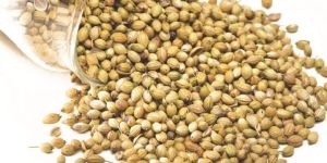 Coriander Seeds