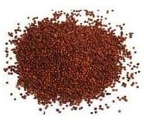 Ragi Seeds