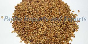 Coriander Seeds