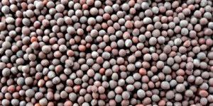 Mustard Seeds