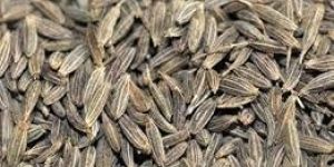 Cumin Seeds
