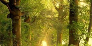 Photography Services