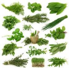 Indian Herbs