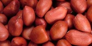 Groundnut or Peanut