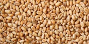 Wheat Grain