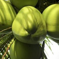 Tender Coconut