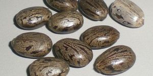 Castor Seeds