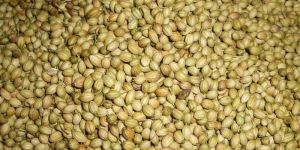 Coriander Seeds