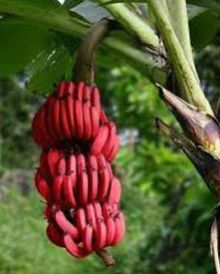 Fresh Red Banana