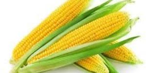 Yellow Corn