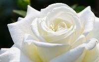 White Rose