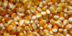 Yellow Maize (Corn)