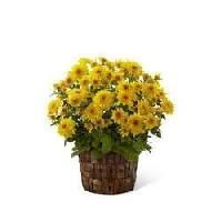 Chrysanthemum Plants