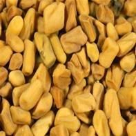 Fenugreek