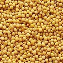 Yellow Mustard Seeds