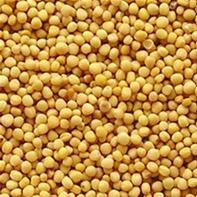 Yellow Mustard