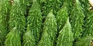 Fresh Bitter Gourd