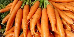 Fresh Carrot