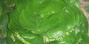 Betel Leaves