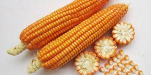 Maize Seeds
