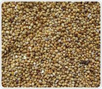 Millet (Bajra)
