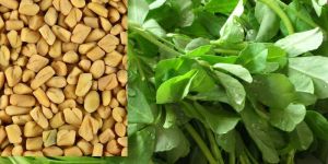 Fenugreek