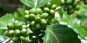Green Coffee Beans Extract