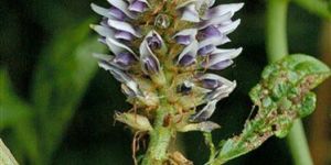 Licorice Extract (Glabridin 90%) - off white to white coloured powder